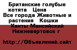 Британские голубые котята › Цена ­ 5 000 - Все города Животные и растения » Кошки   . Ханты-Мансийский,Нижневартовск г.